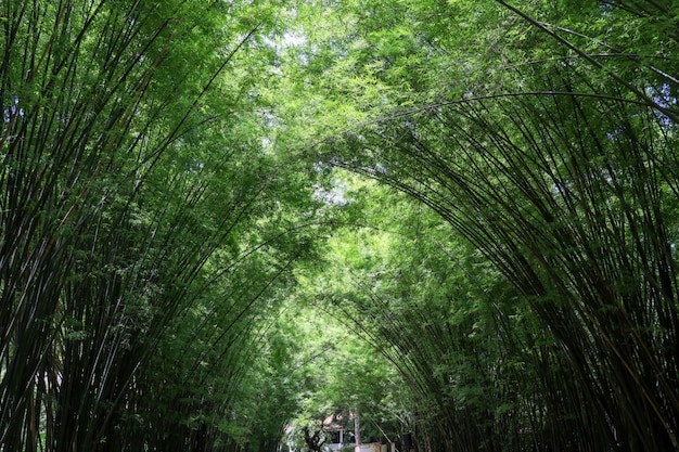 La foresta di bambù in natura alla Tailandia