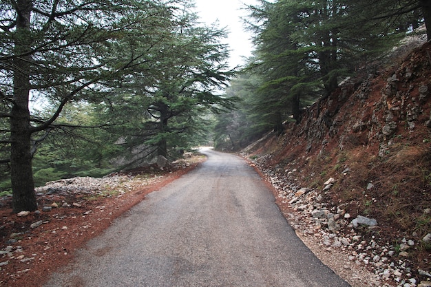 La foresta di cedri in montagna