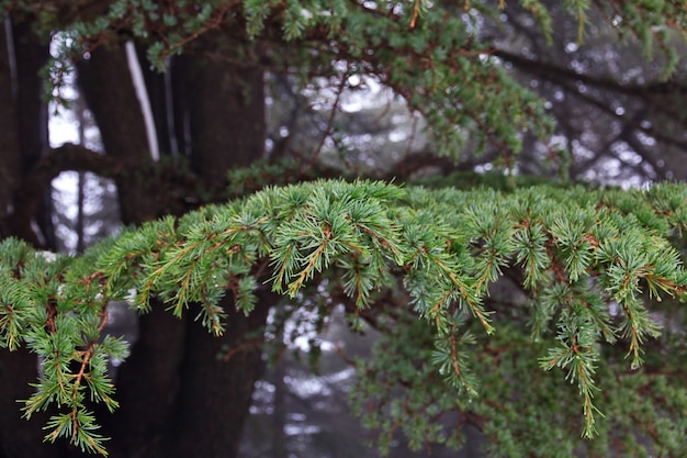 La foresta di cedri nelle montagne del Libano