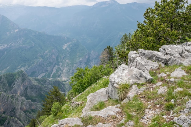 La foresta di conifere cresce sul pendio di un'alta montagna