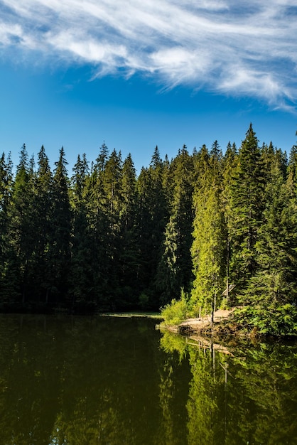 La foresta di conifere vicino al lago si riflette nel cielo blu dell'acqua Synevir Carpathians