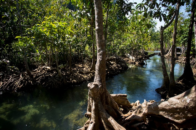 La foresta di mangrovie di Tha Pom nella provincia di Krabi in Thailandia