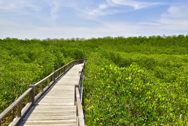 la foresta di mangrovie in Thailandia