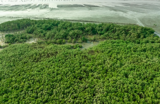 La foresta di mangrovie verdi cattura l'anidride carbonica Net zero emissioni Le mangrovie catturano CO2