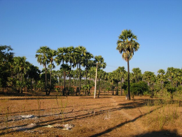 La foresta di palme in Myanmar