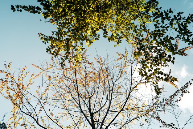 La foresta e le foglie d'autunno cambiano colore.