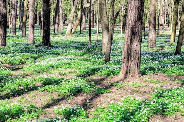 la foresta è piena di bucaneve in fiore