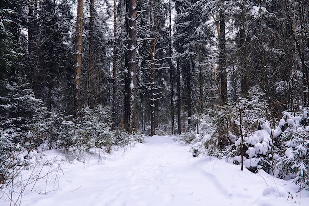 La foresta è ricoperta di neve Gelo e nevicate nel parco Inverno nevoso paesaggio gelido