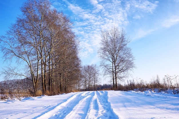 La foresta è ricoperta di neve Gelo e nevicate nel parco Inverno nevoso paesaggio gelido