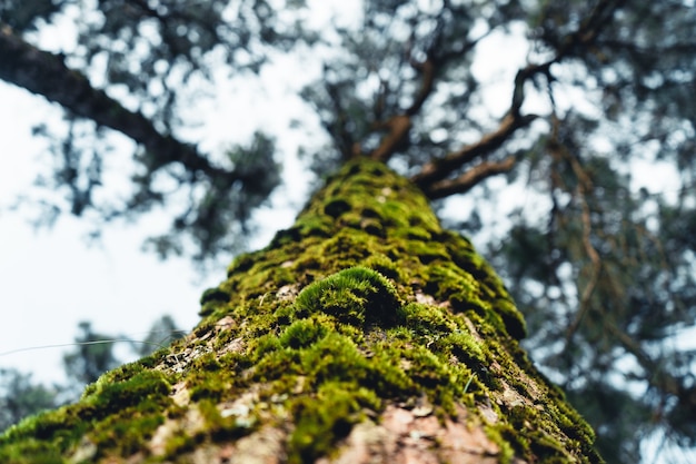 La foresta estiva e la strada nella foresta, muschio sull'albero