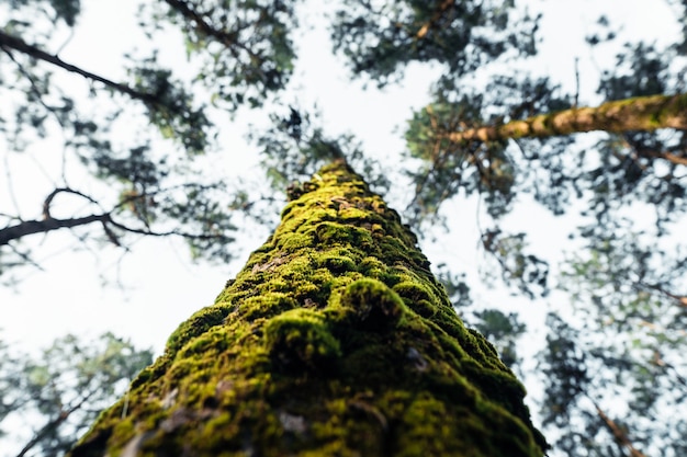 La foresta estiva e la strada nella foresta, muschio sull'albero