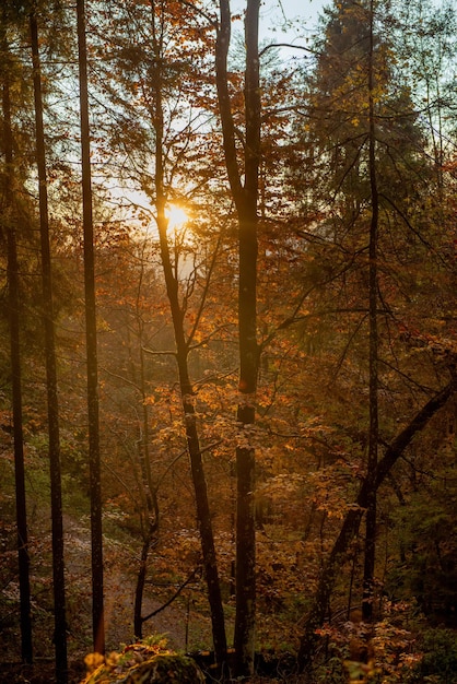 La foresta in autunno