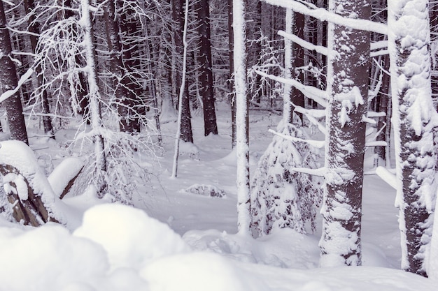 La foresta in inverno