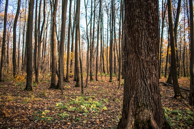 La foresta lascia le cadute autunnali