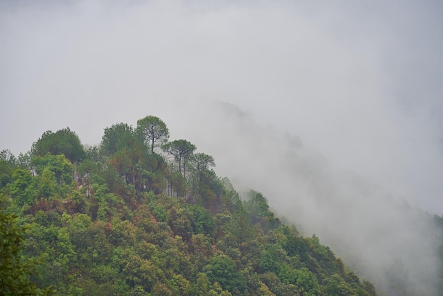 La foresta nebbiosa durante il monsone