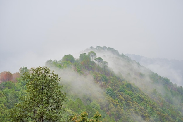 La foresta nebbiosa durante il monsone