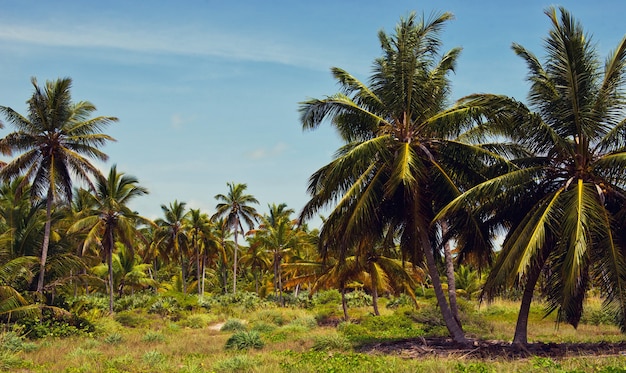 La foresta tropicale, palme sullo sfondo della spiaggia di palme.