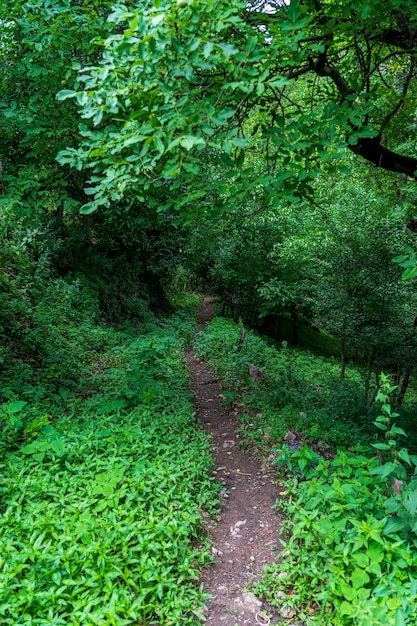 La foresta verde e il sentiero a Savsat, Artvin - Turchia