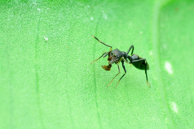 La formica imita la preda sulla foglia