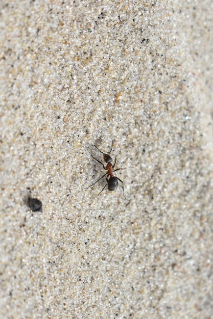 La formica striscia sulla sabbia