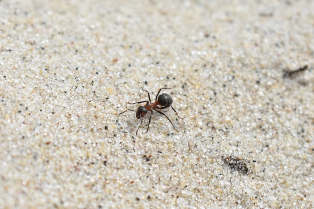 La formica striscia sulla sabbia