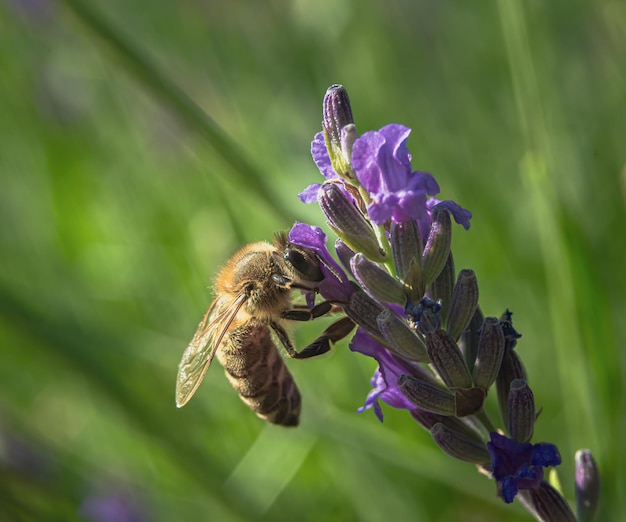 La foto a macroistruzione di un'ape su un fiore di lavanda raccoglie il nettare Fuoco selettivo sfocato dello sfondo verde