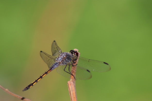 La foto del primo piano della libellula si appollaia sul ramo