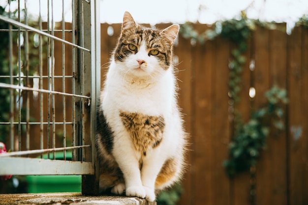 La foto di bello gatto che si siede sul recintare un villaggio durante il tempo di primavera