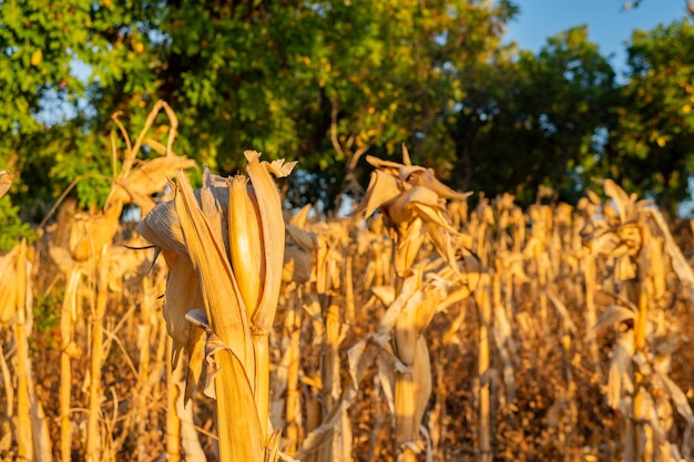 La foto è adatta per l'uso per lo sfondo della natura agricola e per i contenuti botanici