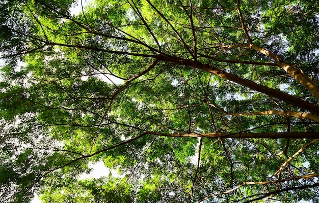 La foto sale tra gli alberi della foresta dal basso