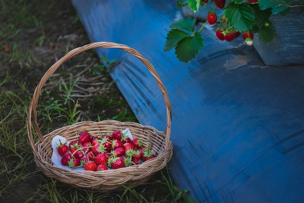 La frutta fragola nel cestino