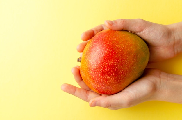 La frutta matura del mango tiene nelle mani, su un colore giallo