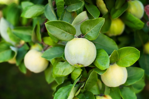 La frutta matura della cotogna cresce su un cotogno con fogliame verde nel giardino di autunno, primo piano. Concetto di raccolta. Vitamine, vegetarismo, frutta. Mele organiche che appendono su un ramo di albero in un meleto