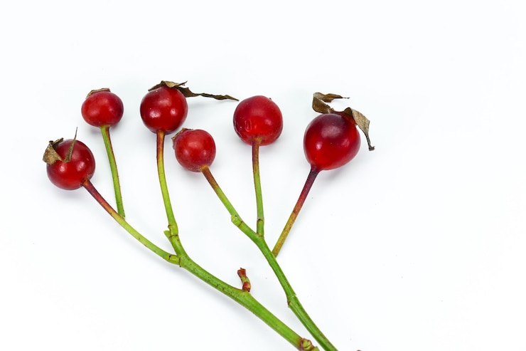 Foto la frutta o i semi della pianta di rosa sono la migliore fonte di vitamina c