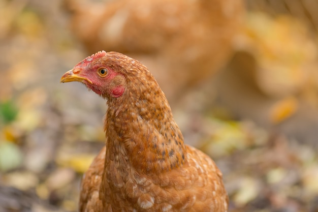 La gallina cammina fuori. Gallina ruspante nel cortile su un prato giallo.