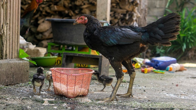 la gallina insegna ai pulcini a imparare a mangiare la gallina si prende cura dei pulcini che stanno imparando