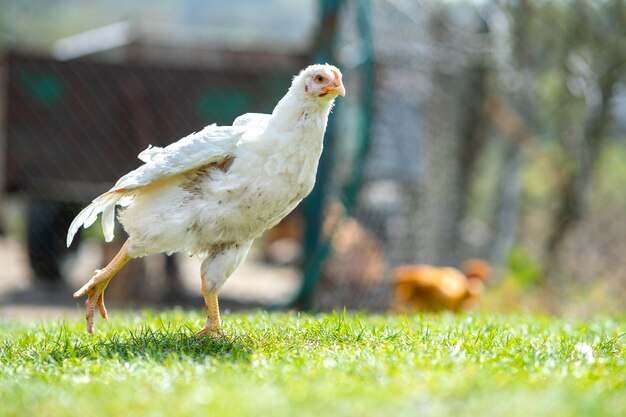 la gallina si nutre del tradizionale aia rurale. primo piano, di, pollo, standing, su, fienile, yard