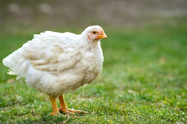 La gallina si nutre di aia rurale tradizionale. Primo piano di pollo in piedi sul cortile del fienile con erba verde. Concetto di allevamento di pollame ruspante.