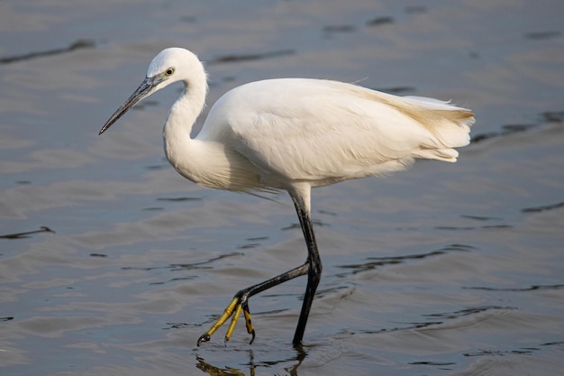 La garzetta Egretta garzetta è una specie di piccolo airone comune in aiguamolls emporda girona spagna