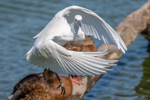 La garzetta Egretta garzetta è una specie di piccolo airone comune negli aiguamolls emporda girona spagna