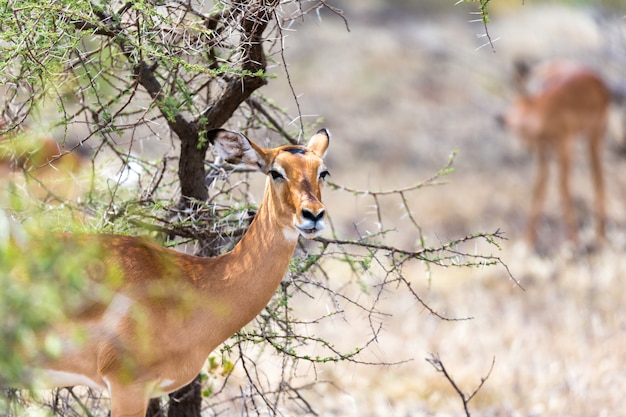 La Gazzella di Grant sfiora la vastità della savana del Kenya