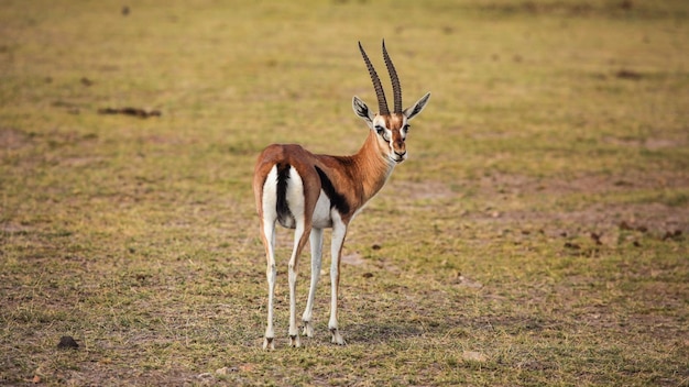 La gazzella di Thomson (Eudorcas thomsonii) guarda indietro. Parco nazionale dello Tsavo orientale, Kenya