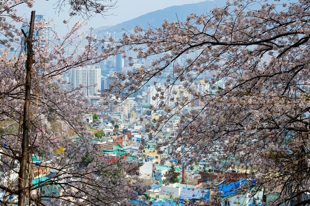 La gente cammina al festival di Jinhae Gunhangje a Busan, Corea.