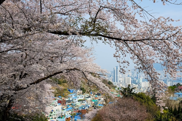 La gente cammina al festival di Jinhae Gunhangje a Busan, Corea.