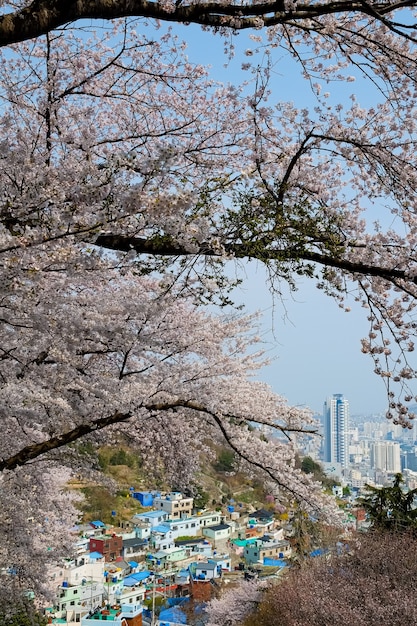 La gente cammina al festival di Jinhae Gunhangje a Busan, Corea.