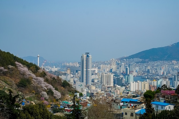 La gente cammina al festival di Jinhae Gunhangje a Busan, Corea.