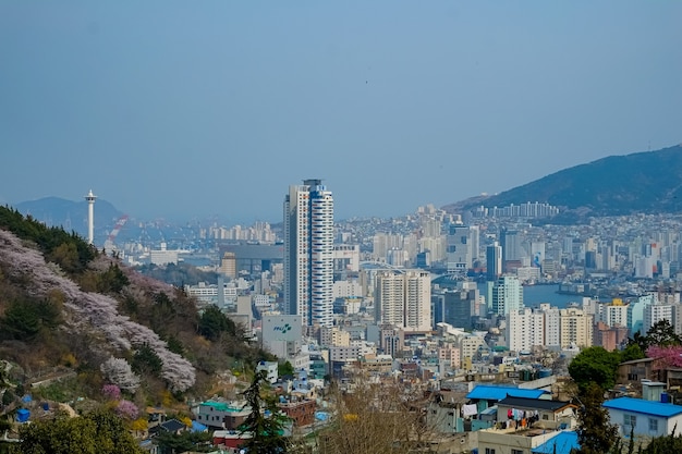 La gente cammina al festival di Jinhae Gunhangje a Busan, Corea.