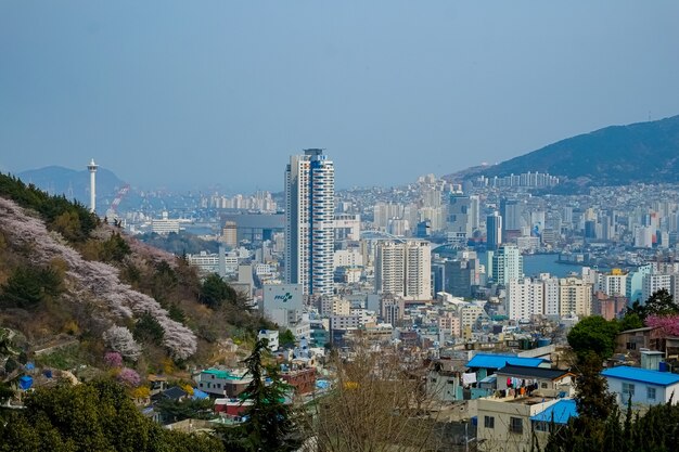 La gente cammina al festival di Jinhae Gunhangje a Busan, Corea.