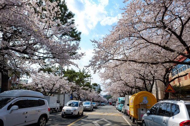 La gente cammina al festival di Jinhae Gunhangje a Busan, Corea.