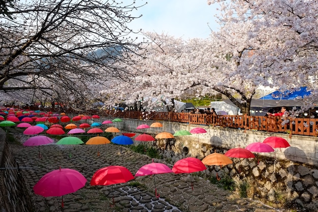 La gente cammina al festival di Jinhae Gunhangje a Busan, Corea.